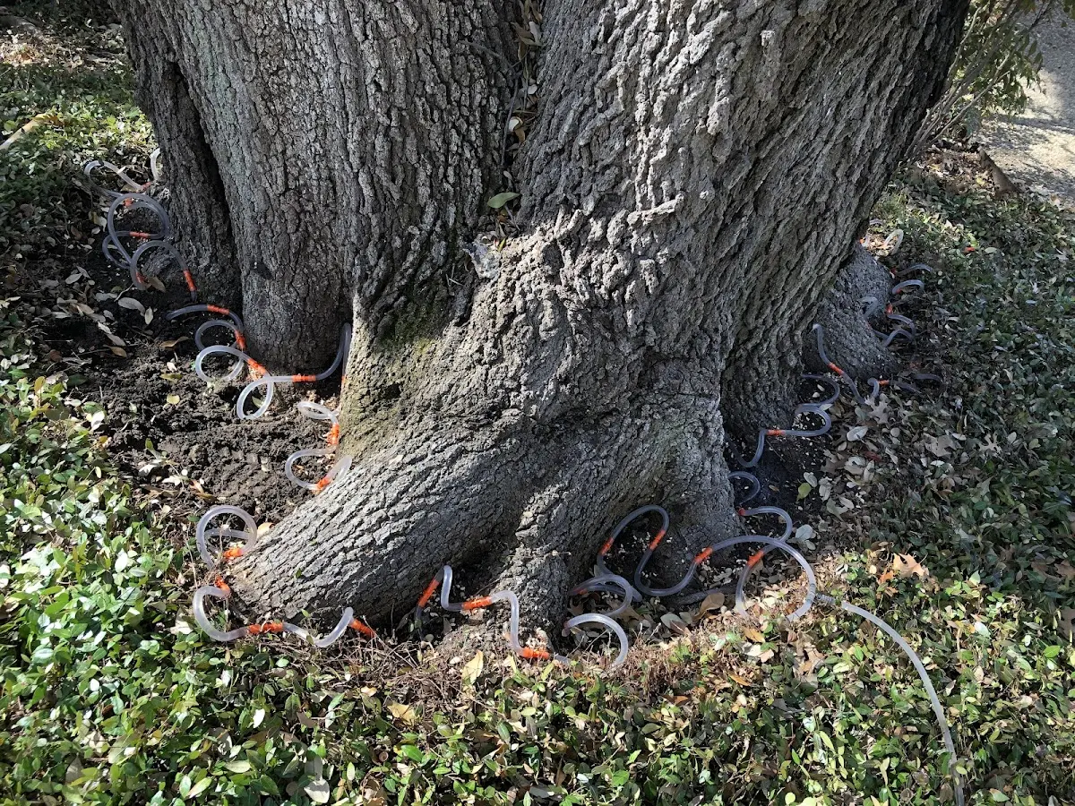 Detailed Tree Cabling and Bracing job site in Wickenburg
