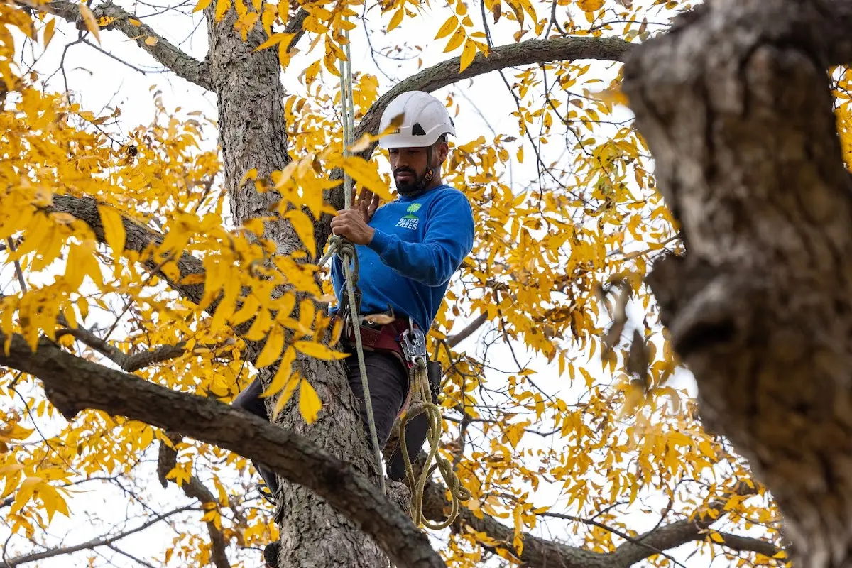 Skilled Tree Transplanting crew working in Wickenburg
