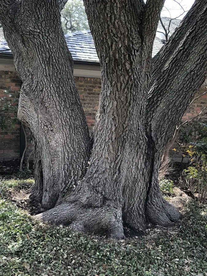 Mature heritage tree close to a Wickenburg property cared for by certified arborists